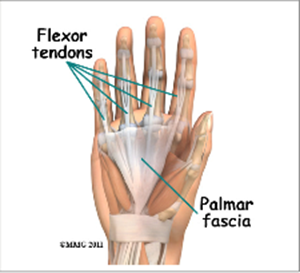 flexor tendons